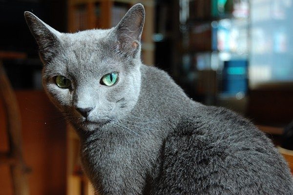 ロシアンブルー Russian Blue 日本ペットシッターサービス