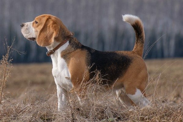 ビーグル Beagle 日本ペットシッターサービス