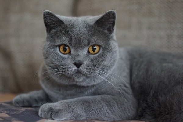 ブリティッシュショートヘア British Shorthair 日本ペットシッターサービス