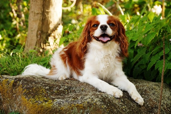 キャバリア・キング・チャールズ・スパニエル【Cavalier King Charles Spaniel】 | 日本ペットシッターサービス