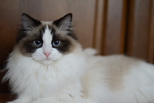 ラグドール Ragdoll 日本ペットシッターサービス