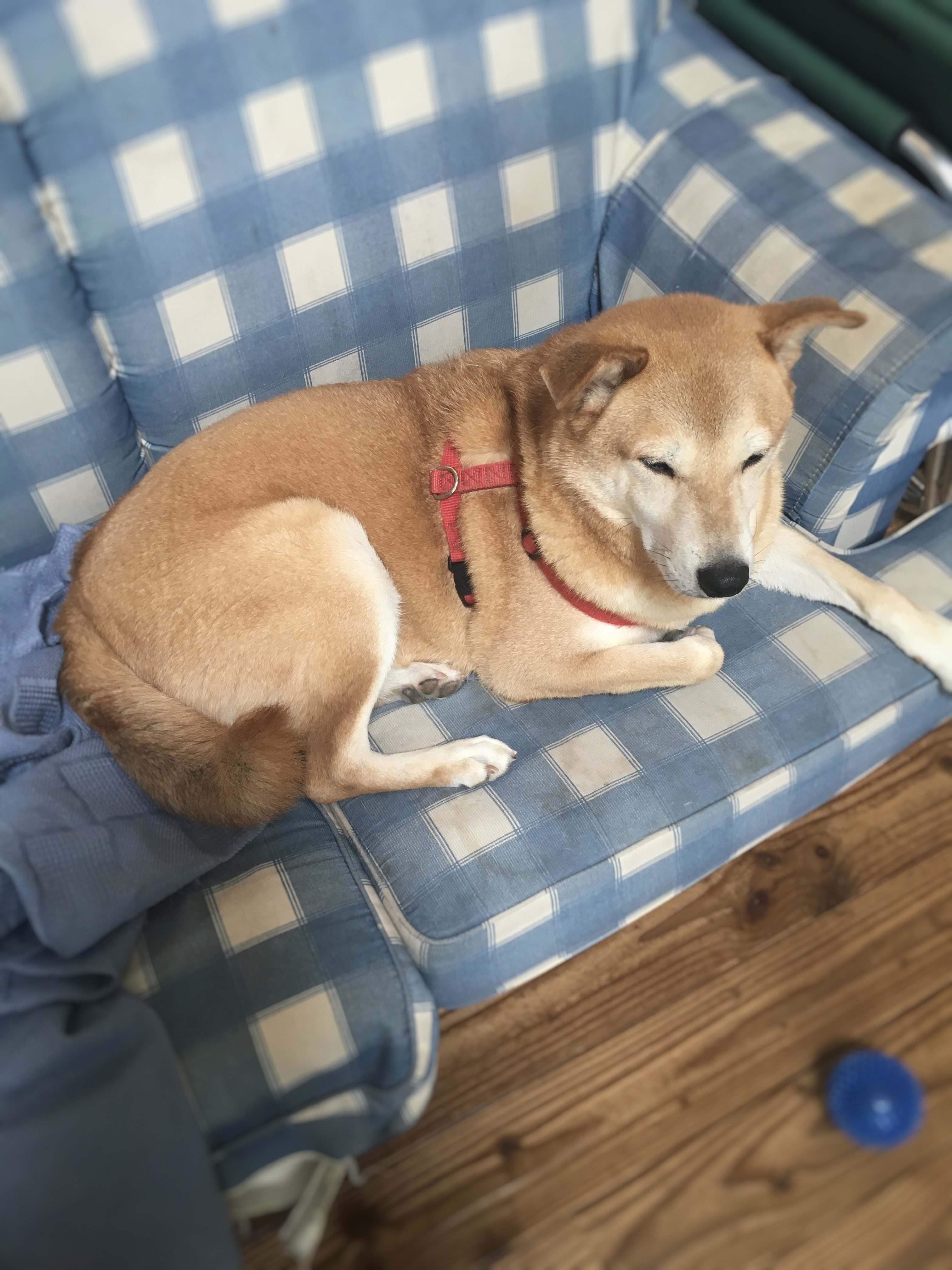 犬とイタズラ 岩沼 ペットシッター モモトセ 日本ペットシッターサービス岩沼店 岩沼市 名取市 白石市 犬とイタズラ 岩沼 ペットシッター モモトセ 日本ペットシッターサービス岩沼店 岩沼市 名取市 白石市