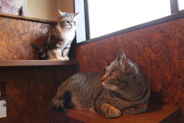 猫の多頭飼い「平和に仲良く暮らす」ポイントは？