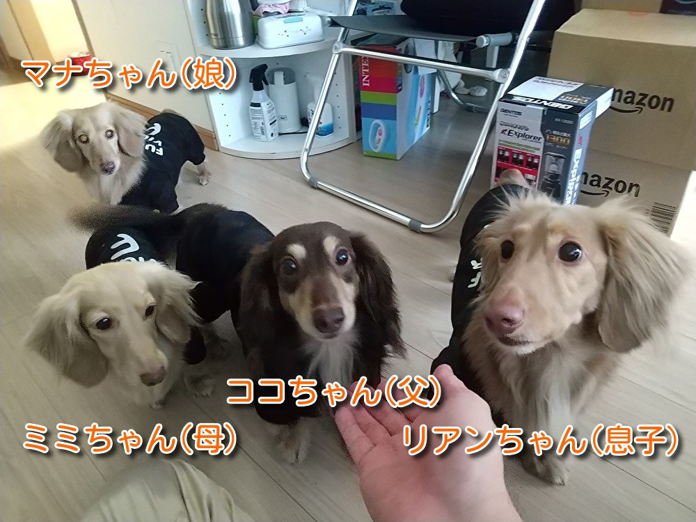 犬のペットシッター日記 ミミちゃん ココちゃんファミリー 葛飾区四つ木 日本ペットシッターサービス葛飾店 葛飾区 足立区