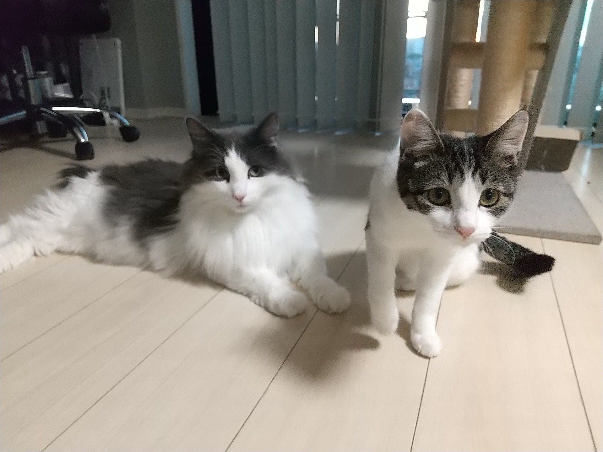 猫のペットシッター日記：とんこつちゃん＆紅しょうがちゃん＜葛飾区 