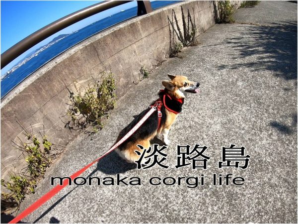 保護犬もなかの誕生日 淡路島へ Amo 日本ペットシッターサービス神戸西店 神戸市 明石市 加古川市