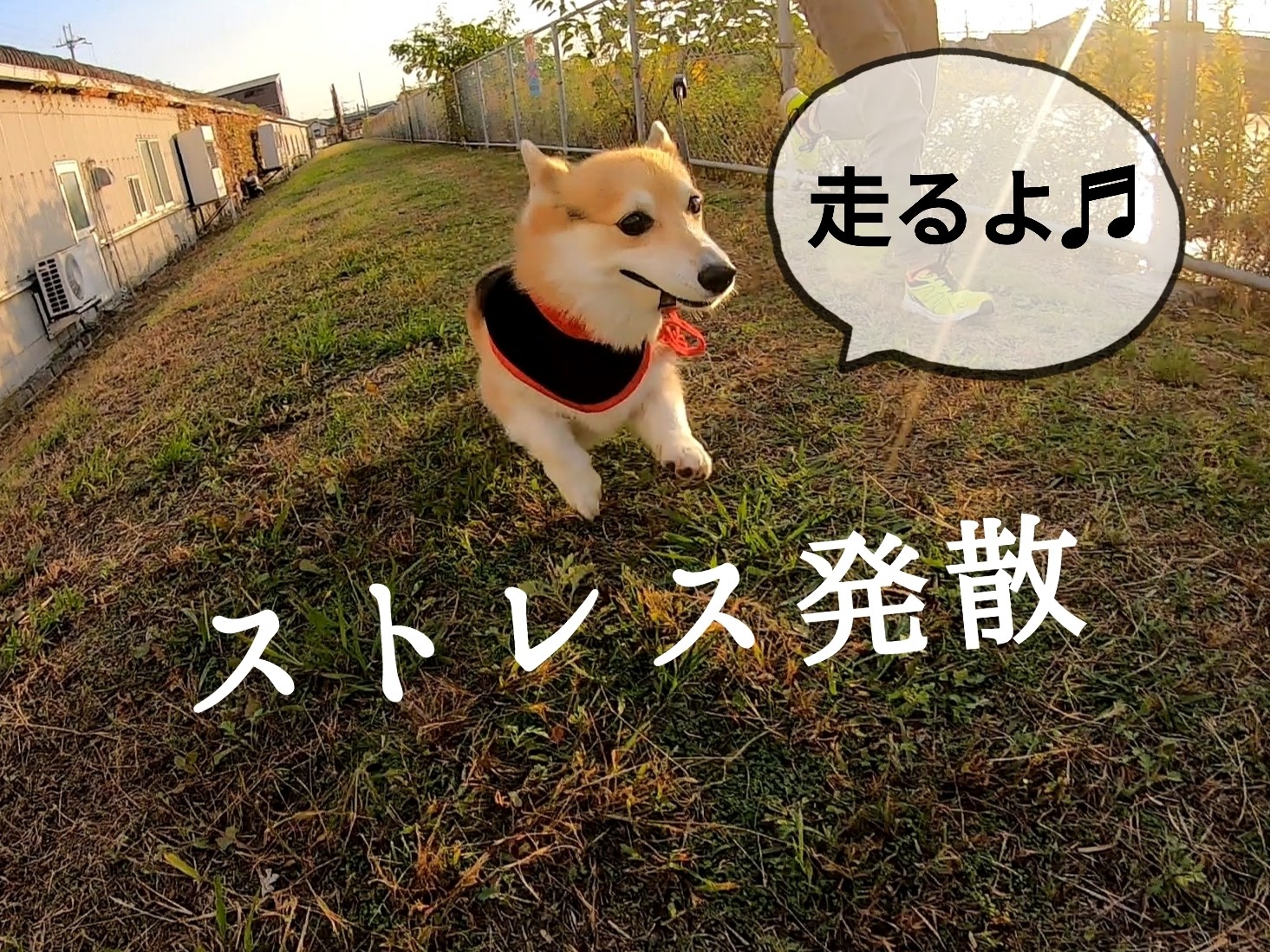 ホームセンターと明石公園 Amo 日本ペットシッターサービス神戸西店 神戸市 明石市 加古川市 ホームセンターと明石公園 Amo 日本ペットシッターサービス神戸西店 神戸市 明石市 加古川市