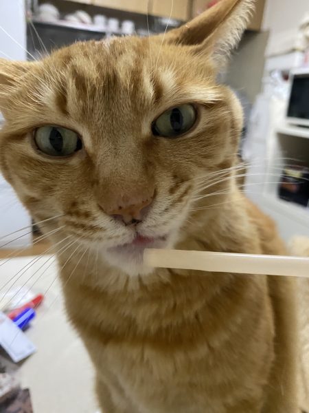 寒さ対策 猫編 わんにゃふる 日本ペットシッターサービス麻生店 麻生区 多摩区 宮前区 寒さ対策 猫編 わんにゃふる 日本ペットシッターサービス麻生店 麻生区 多摩区 宮前区