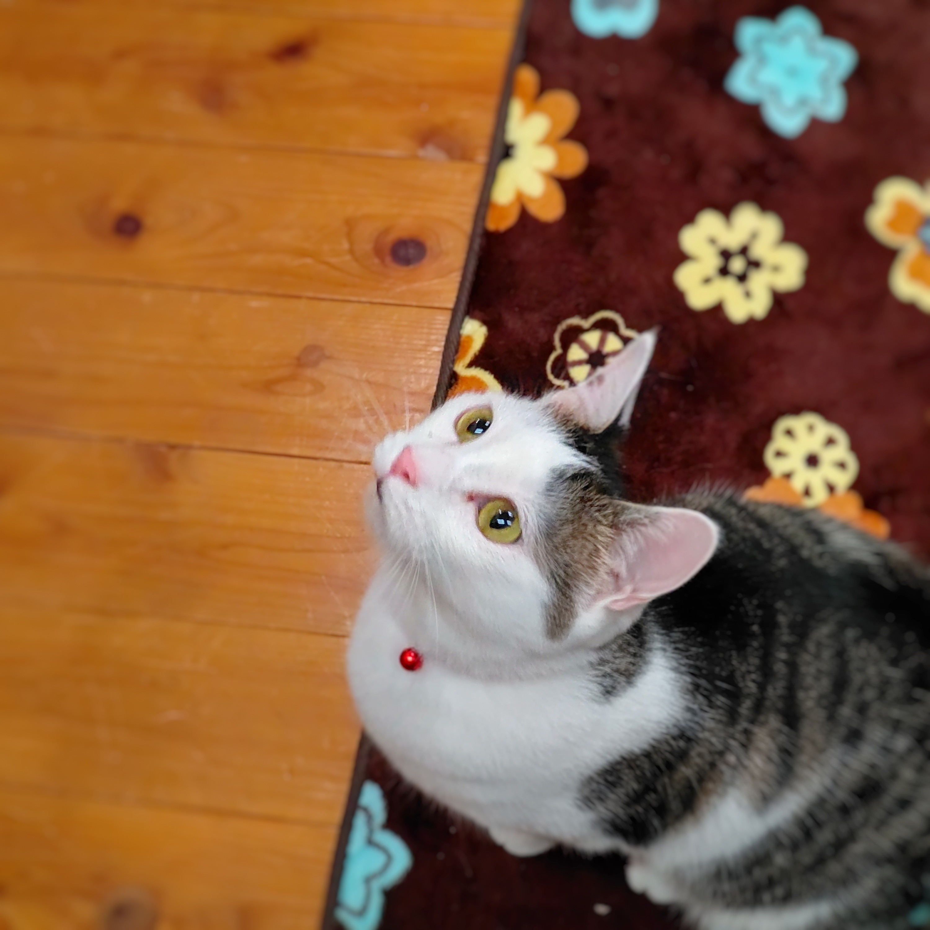 キジトラ白猫ページです。 キジ白さんの勝ち！！ #茶トラ #キジ白 #島猫