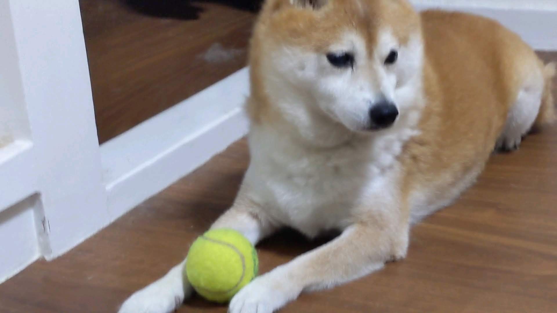 忠犬正太郎くん わらび 日本ペットシッターサービス沖縄店 那覇市 豊見城市 浦添市