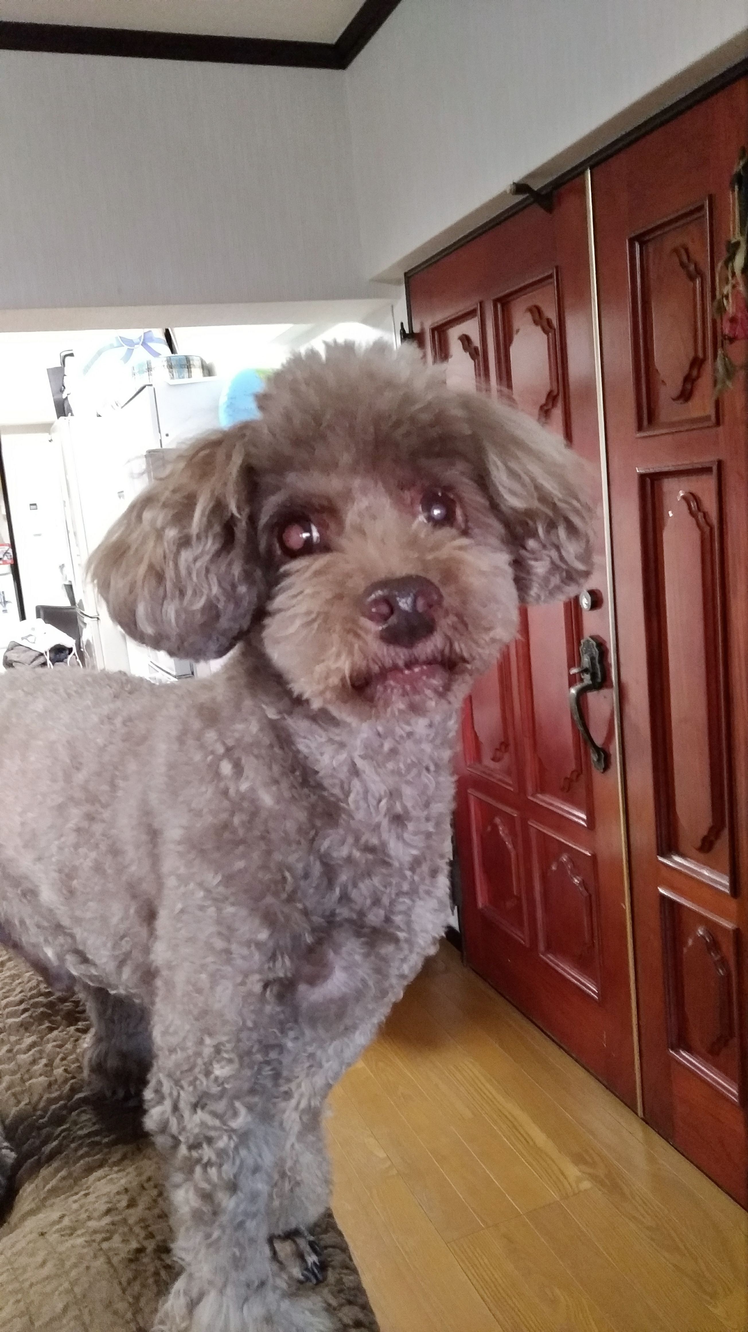 モカくん チャコちゃん ショコラくん 肉球当番 日本ペットシッターサービス磯子店 横浜市磯子区 南区 中区