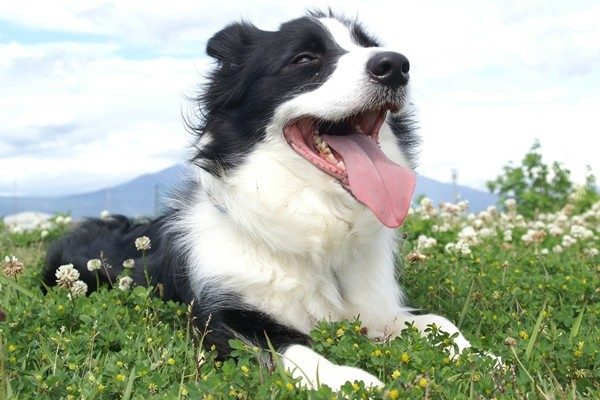 ボーダーコリー Border Collie 日本ペットシッターサービス