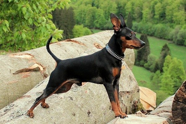 ミニチュアピンシャー Miniature Pinscher 日本ペットシッターサービス