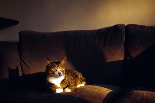 猫のお留守番で気を付けたいことって？  日本ペットシッターサービス
