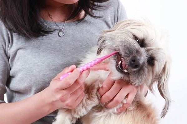 犬に正しいデンタルケアをして歯周病予防！ 