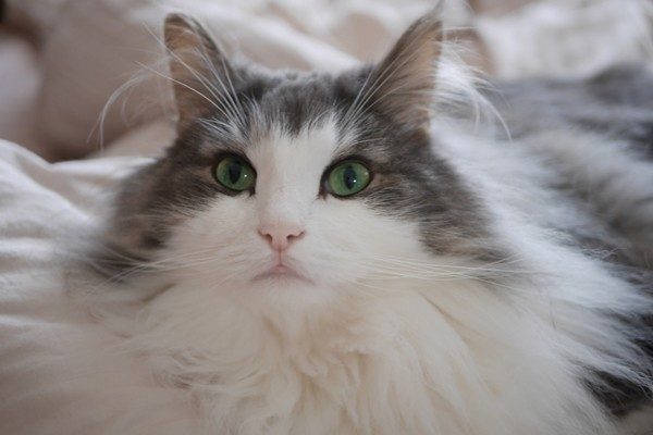 ノルウェージャンフォレストキャット Norwegian Forest Cat 日本ペットシッターサービス