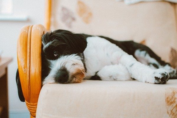 愛犬のケガ予防！おうちのなかの安全を確認しよう