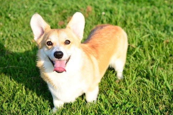 ウェルシュコーギーペンブローク Welsh Corgi Pembroke 日本ペットシッターサービス