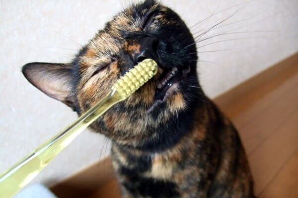 猫のデンタルケアで歯周病予防を！
