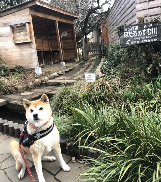 21年1月 さっちゃんの散歩 国分寺市 ペット 縁 日本ペットシッターサービス小金井 国分寺店 小金井市 国分寺市 小平市