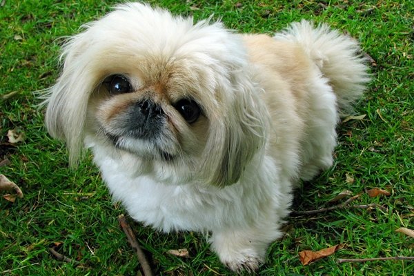 ペキニーズ Pekingese 日本ペットシッターサービス