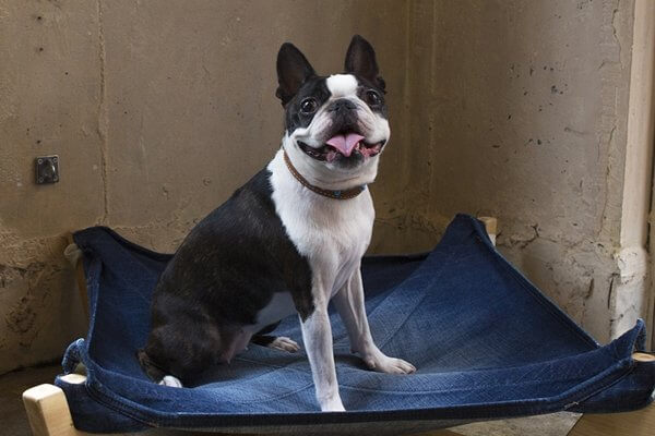 ボストンテリア【Boston Terrier】 | 日本ペットシッターサービス