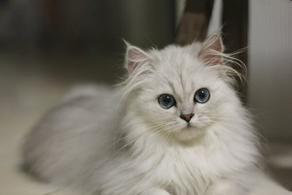 チンチラペルシャ Chinchilla Persian 日本ペットシッターサービス