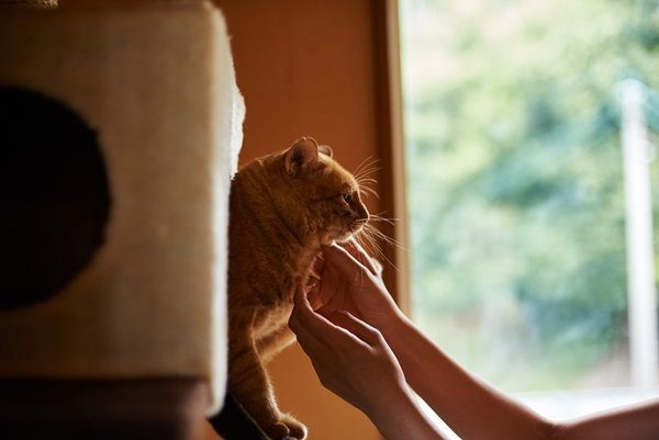 猫との引っ越し　ストレスをかけないことが大切！