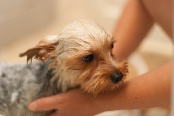 犬のシャンプーですっきり　お家で洗うコツ