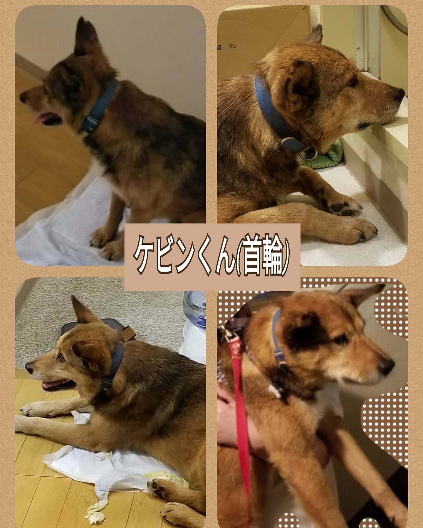 迷子犬ケビンくん amo／日本ペットシッターサービス神戸西店（神戸市、明石市、加古川市）