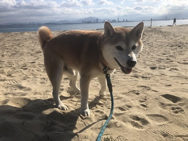 柴犬けんちゃんお散歩日記210206