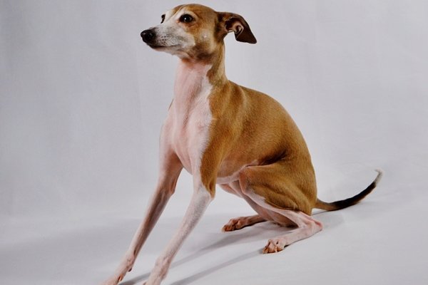 イタリアングレーハウンド Italian Greyhound 日本ペットシッターサービス