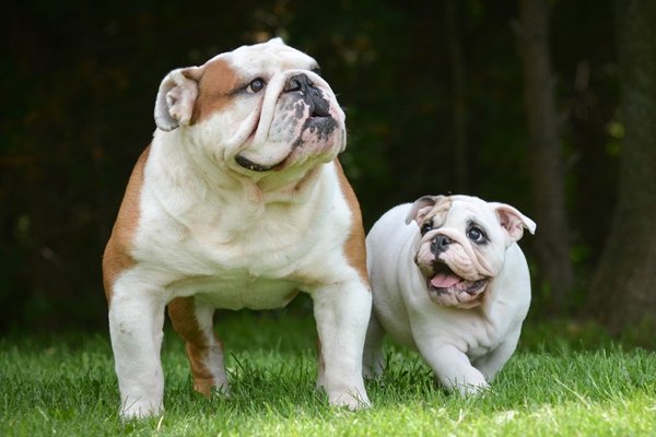 ブルドッグ Bulldog 日本ペットシッターサービス