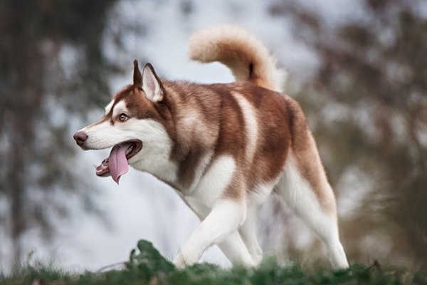 シベリアンハスキー Siberian Husky 日本ペットシッターサービス