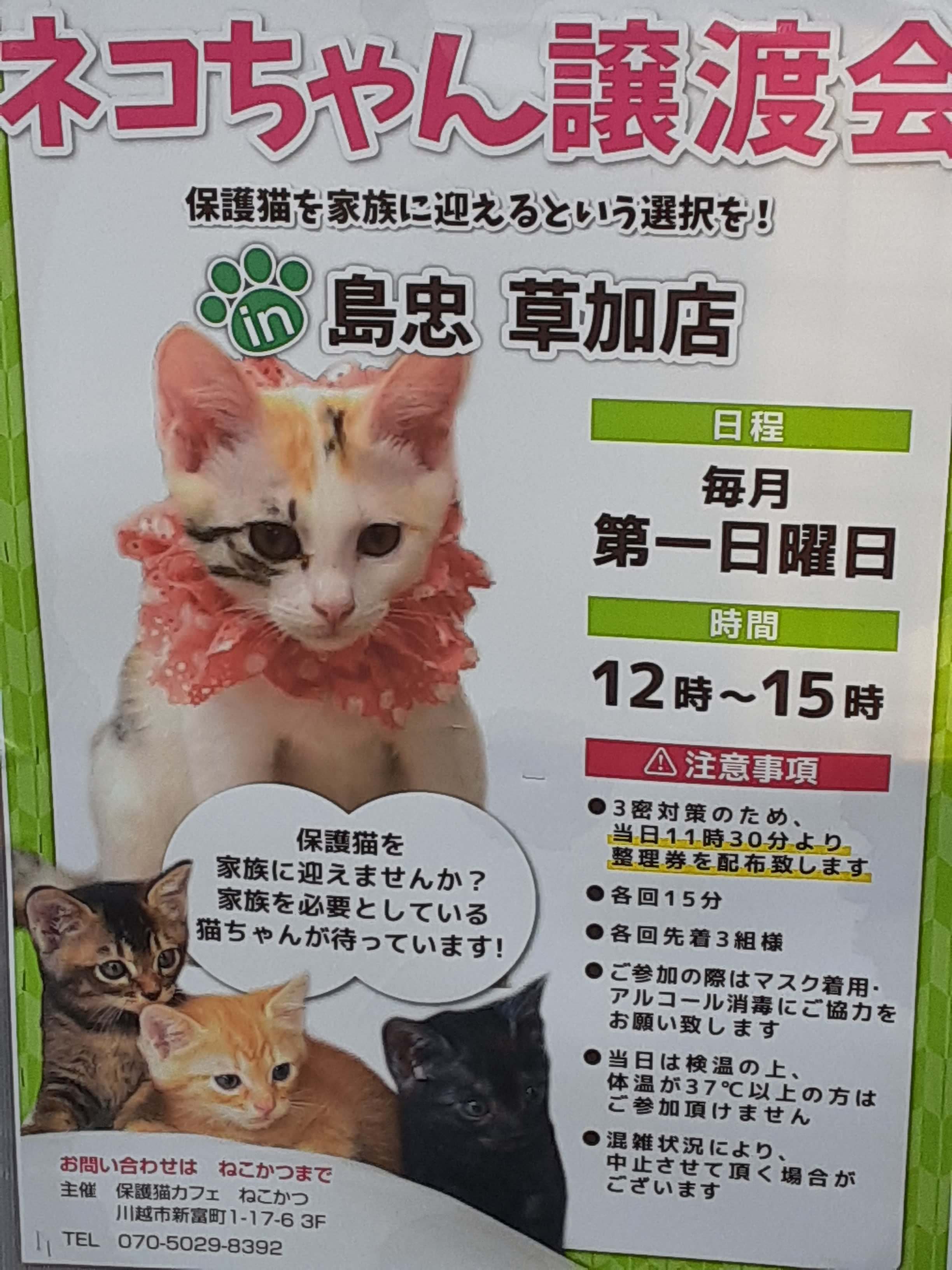 埼玉県 草加 越谷店 保護ネコ譲渡会のお知らせ 草加 日本ペットシッターサービス草加 越谷店 草加市 越谷市 川口市