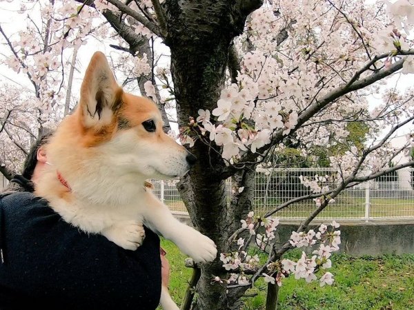 桜と海とコーギー Amo 日本ペットシッターサービス神戸西店 神戸市 明石市 加古川市