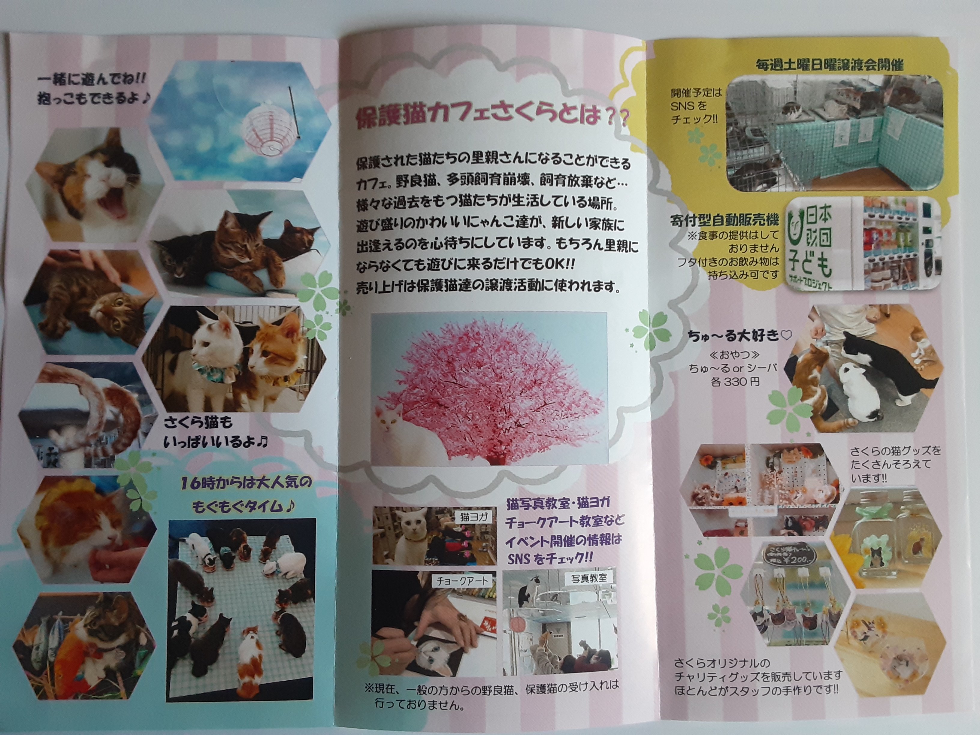 埼玉県 草加 越谷店 保護ネコカフェ紹介 越谷 日本ペットシッターサービス草加 越谷店 草加市 越谷市 川口市 埼玉県 草加 越谷店 保護ネコカフェ紹介 越谷 日本ペットシッターサービス草加 越谷店 草加市 越谷市 川口市