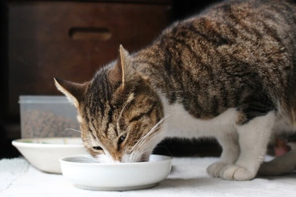 猫の食事で大切なこと　猫の習性を理解して与えよう