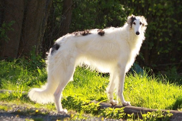 ボルゾイ Borzoi 日本ペットシッターサービス