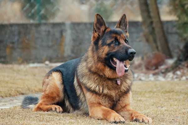 ジャーマンシェパードドッグ German Shepherd Dog 日本ペットシッターサービス