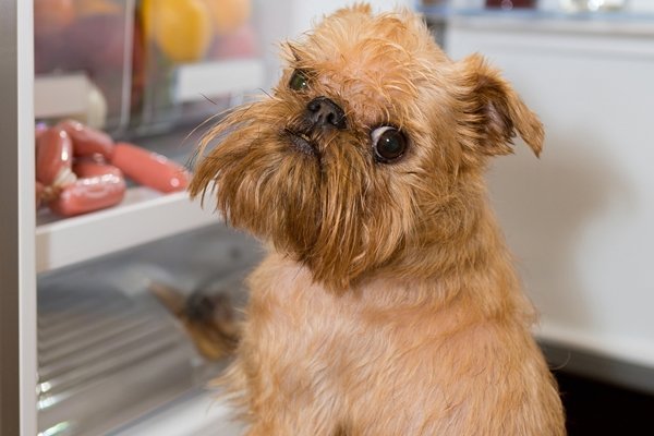 犬の留守番　吠えない、寂しがらない、いたずらしない