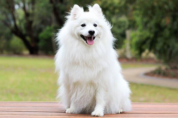 日本スピッツ Japanese Spitz 日本ペットシッターサービス