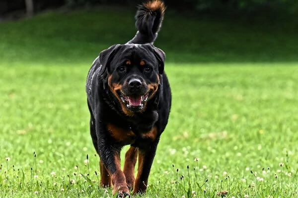 ロットワイラー Rottweiler 日本ペットシッターサービス
