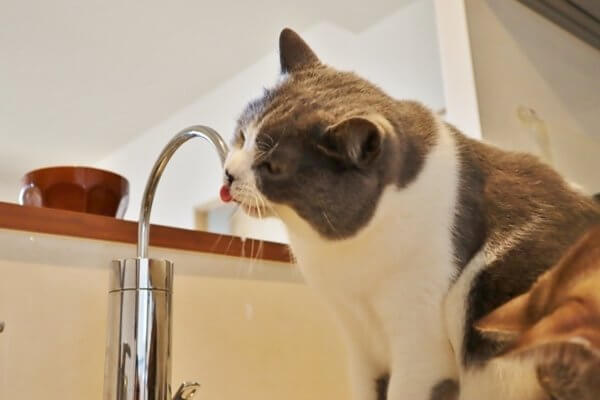 猫にお水を飲ませよう！