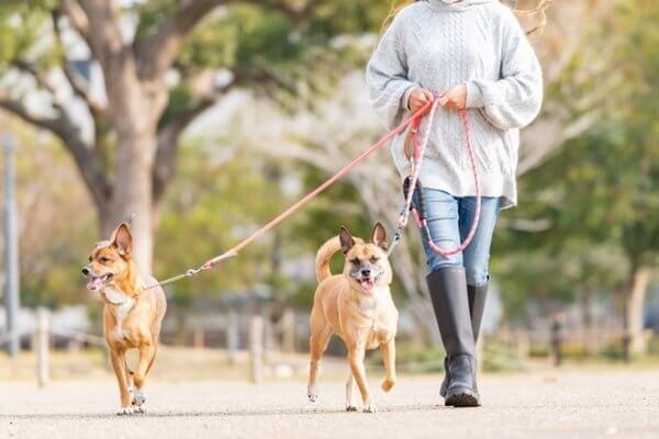 愛犬も飼い主さんも、散歩をたくさん楽しもう！