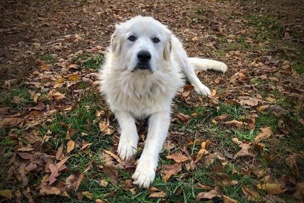 グレートピレニーズ Great Pyrenees 日本ペットシッターサービス