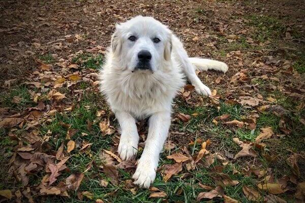グレートピレニーズ【Great Pyrenees】 | 日本ペットシッターサービス