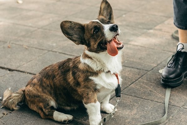 corgi  (コーギ) カーディガン