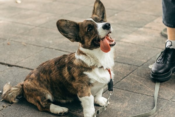 corgi ロングカーディガン