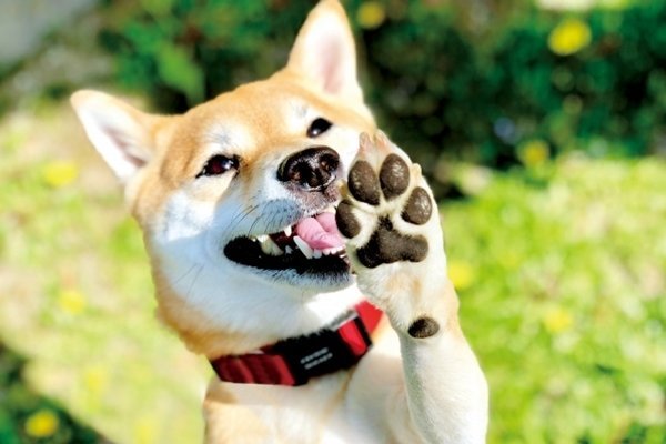 愛犬の肉球を大切に！知っておきたい役割と注意点